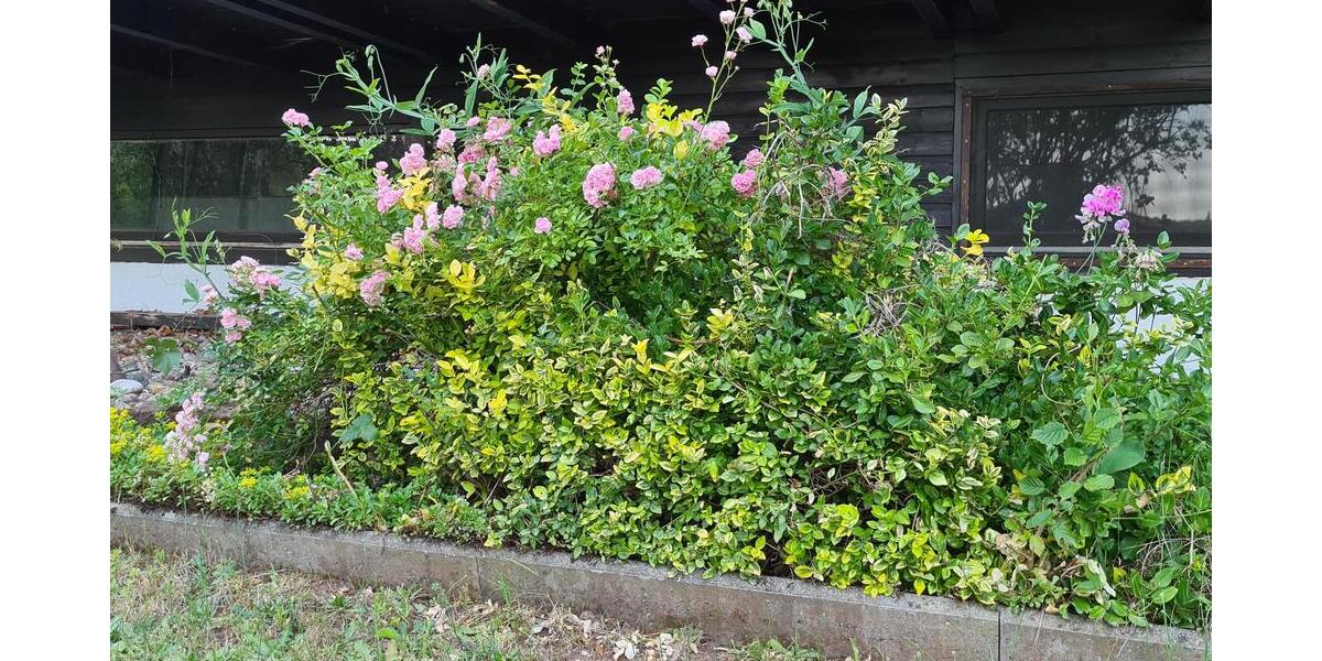 Bungalow mit Satteldach in idyllischer Ortsrandlage mit Fernblick - Einfamilienhaus Homburg | Angebot:21352445