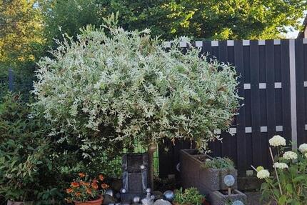 Haus Neunkirchen Heinitz - 8 Zimmer, 210 m&sup2;, 218.000&euro; | Angebot:25655086