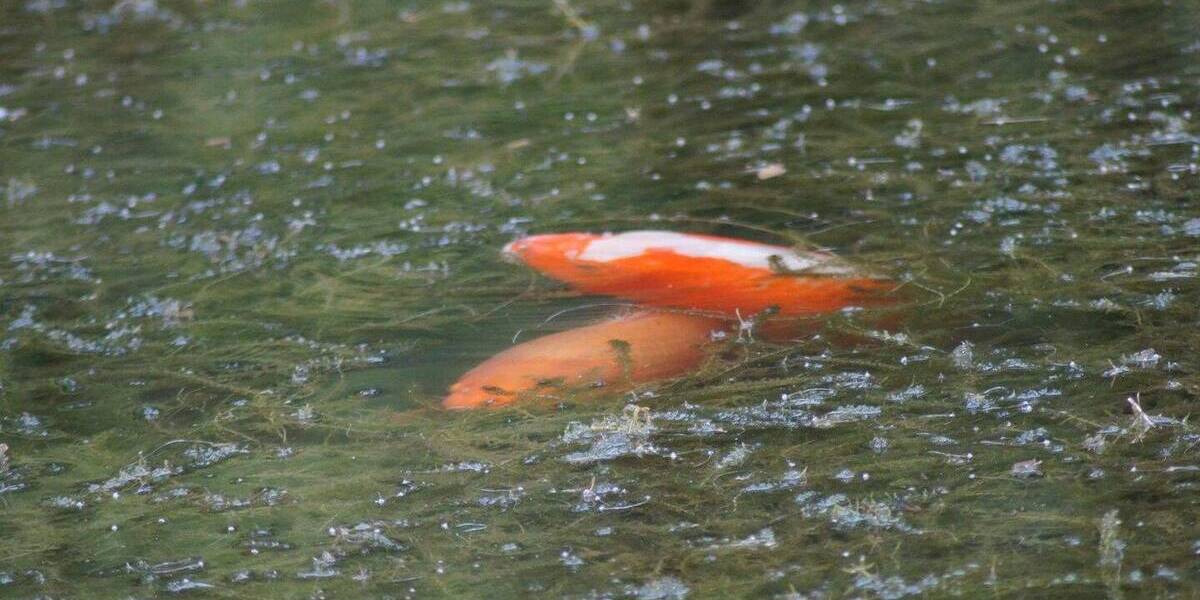 Bungalow Waldfischbach-Burgalben Burgalben - 7 Zimmer, 250 m&sup2;, 650.000&euro; | Angebot:26200176