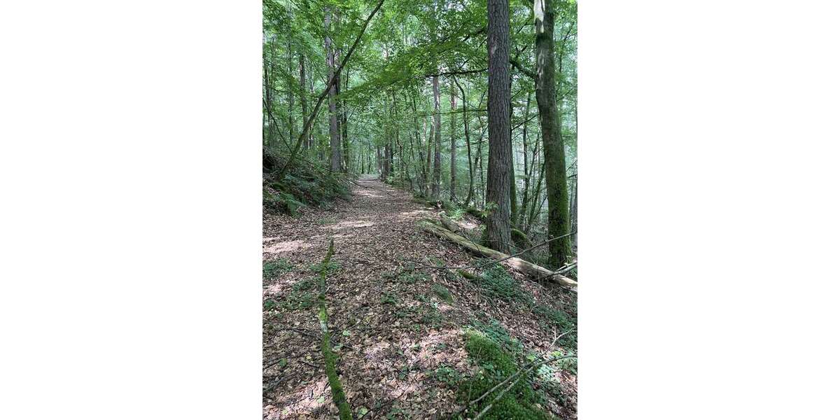 Grundstück Lemberg - 9.500&euro; | Angebot:26748288
