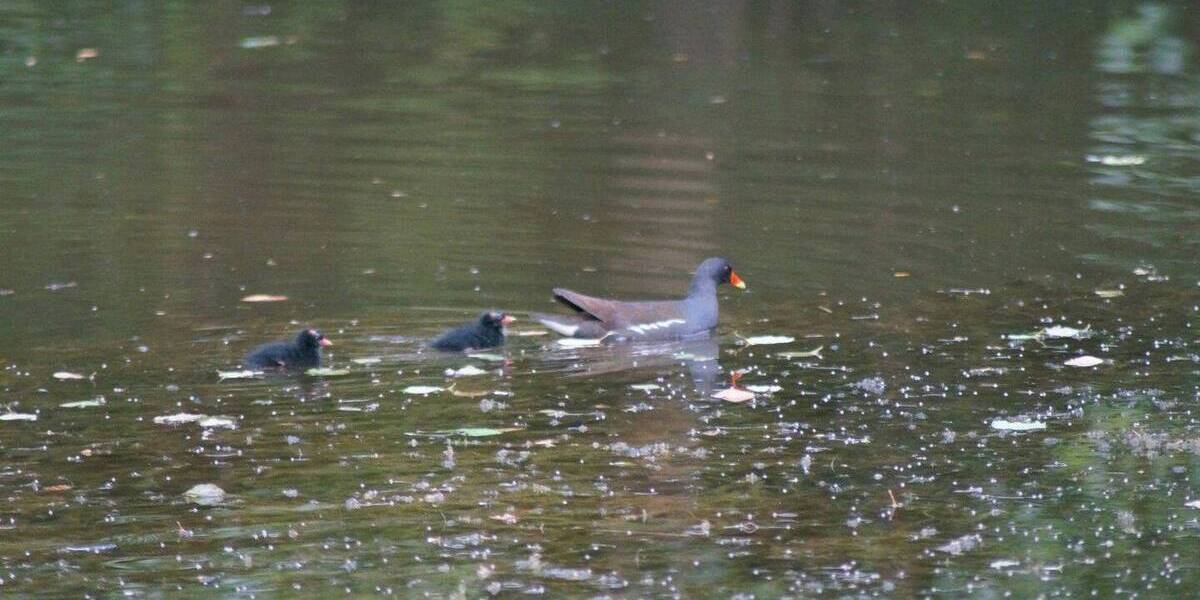 Bungalow Waldfischbach-Burgalben Burgalben - 7 Zimmer, 250 m&sup2;, 650.000&euro; | Angebot:26200176