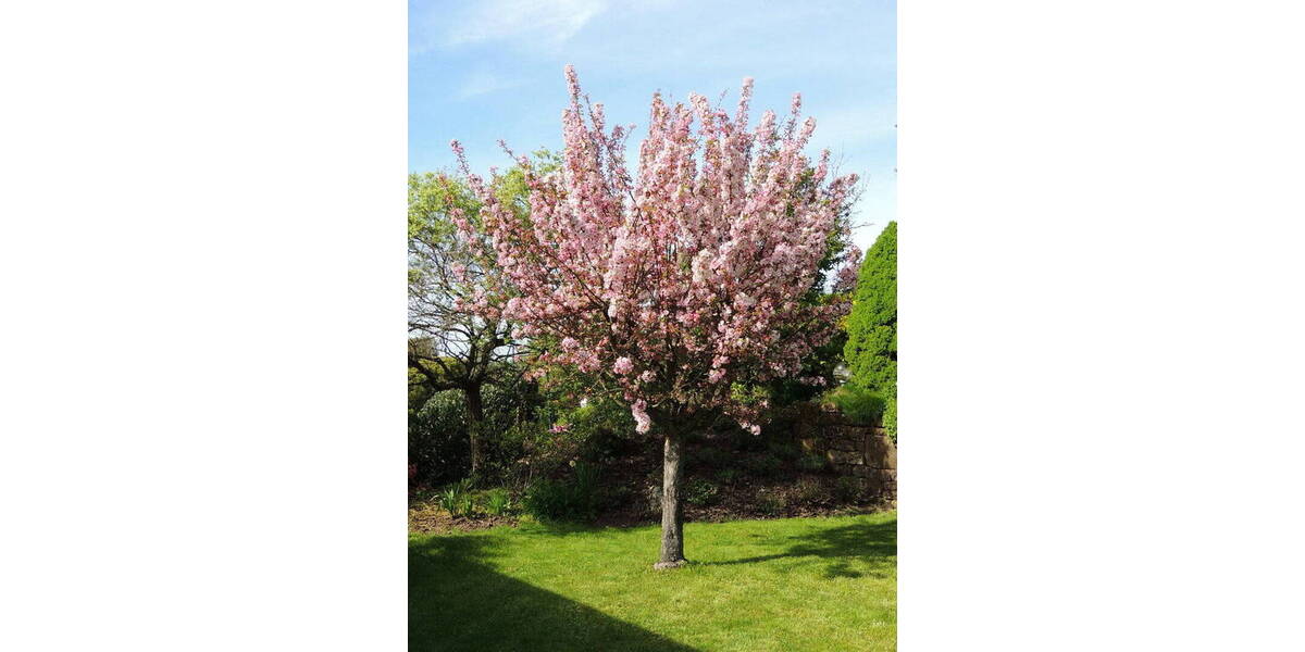 Einfamilienhaus Pirmasens Zweibrücken Nünschweiler - 5 Zimmer, 181 m&sup2;, 495.000&euro; | Angebot:25992803