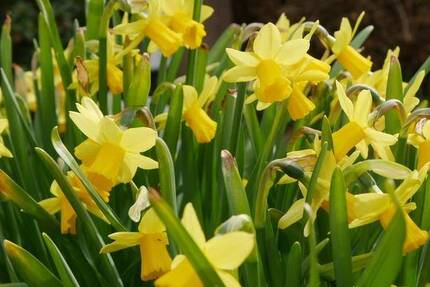 Haus Pirmasens Gersbach - 8 Zimmer, 190 m&sup2;, 199.000&euro; | Angebot:26246221