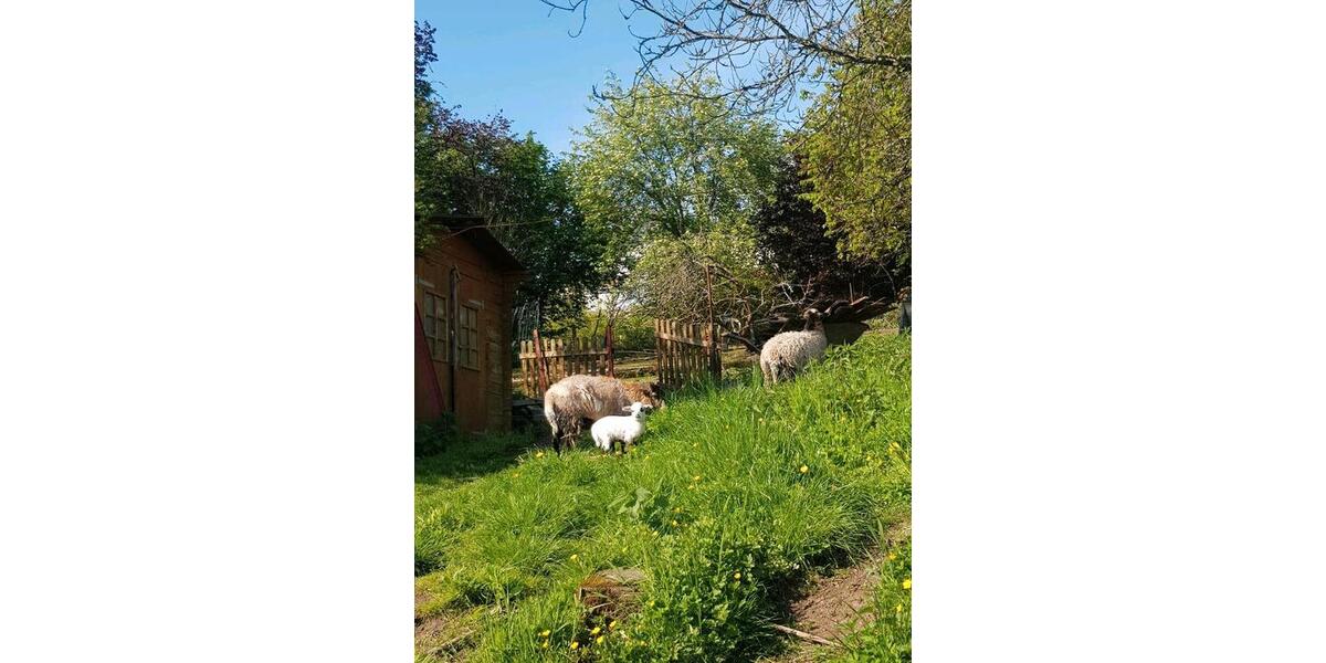 Mehrfamilienhaus, Wohnhaus Gries - 6 Zimmer, 168 m&sup2;, 159.000&euro; | Angebot:20606081