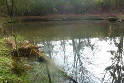 Teichanwesen mitten im Wald Südwestpfalz - Grundstück Biedershausen | Angebot:19798978