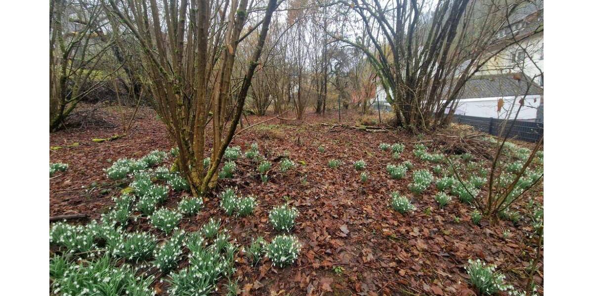 Grundstück Pirmasens Erlenbrunn - 99.000&euro; | Angebot:26704049