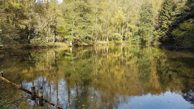 Teichanwesen mitten im Wald Südwestpfalz - Grundstück Biedershausen | Angebot:19798978