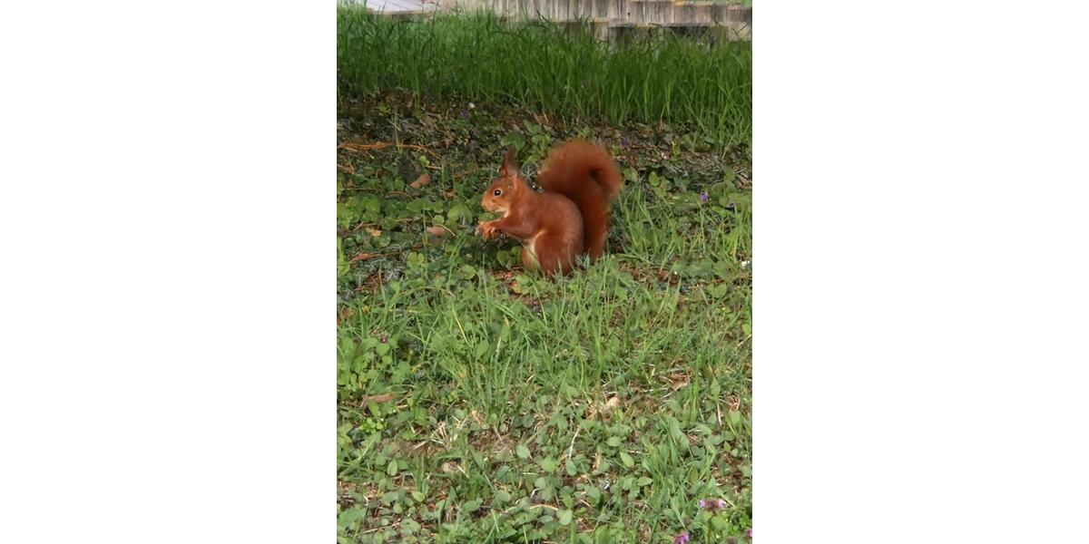 Etagenwohnung Herschweiler-Pettersheim Pettersheim - 2 Zimmer, 73 m&sup2;, 500&euro; | Angebot:25137370