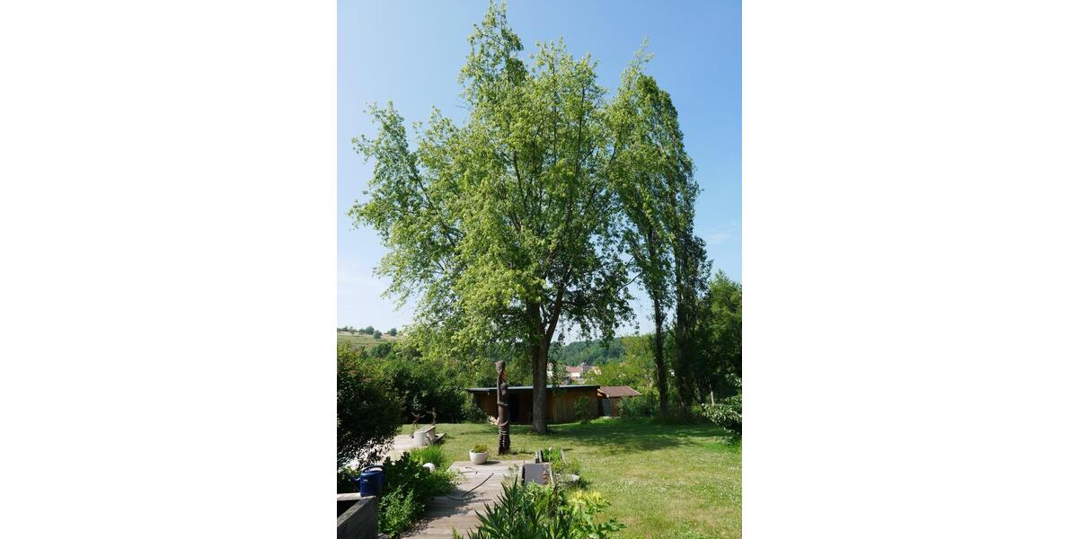 Einfamilienhaus Zweibrücken - 530.000&euro; | Angebot:25962876